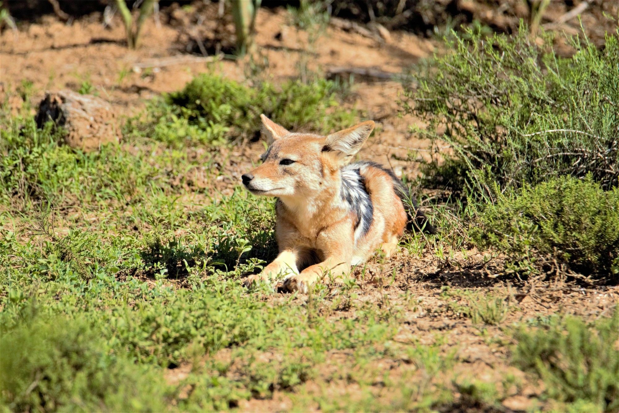 Hitgeheim Country Lodge Addo Exterior foto
